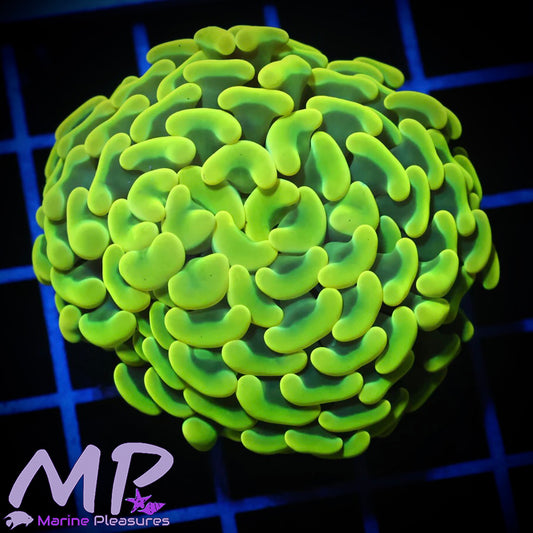 True Yellow Ultra Hammer Coral