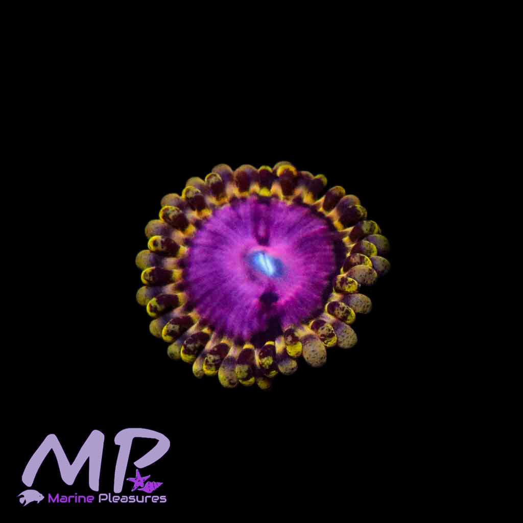 Pink Dimond Zoanthid