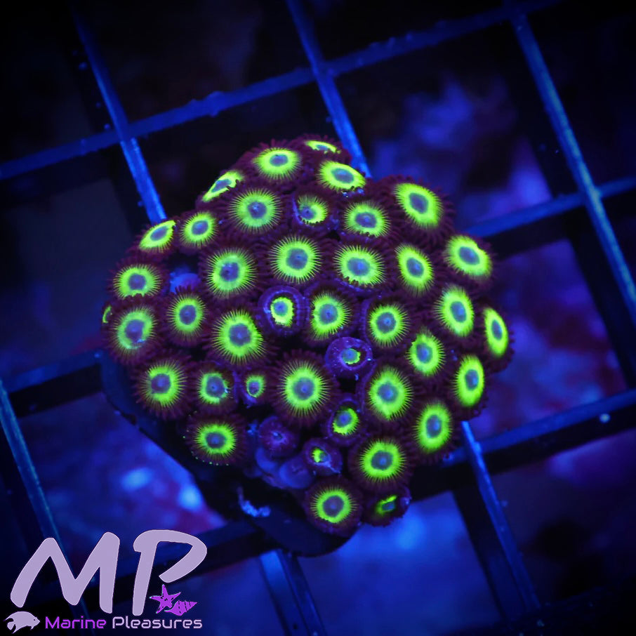 Neon Eagle Eye Zoanthids