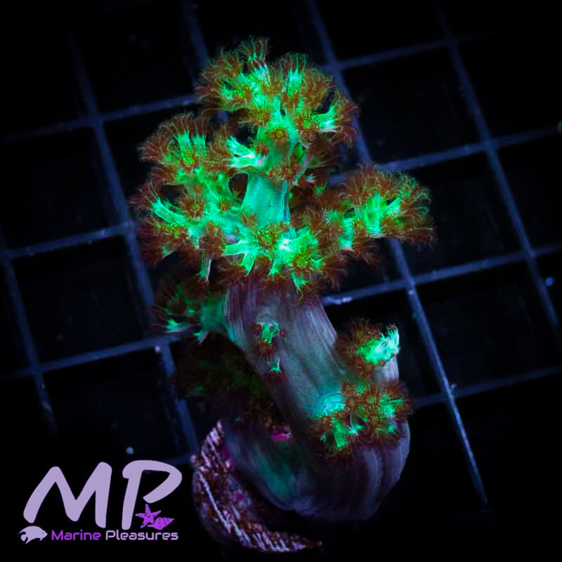 Neon Kenya Tree Coral - (3" Branch)