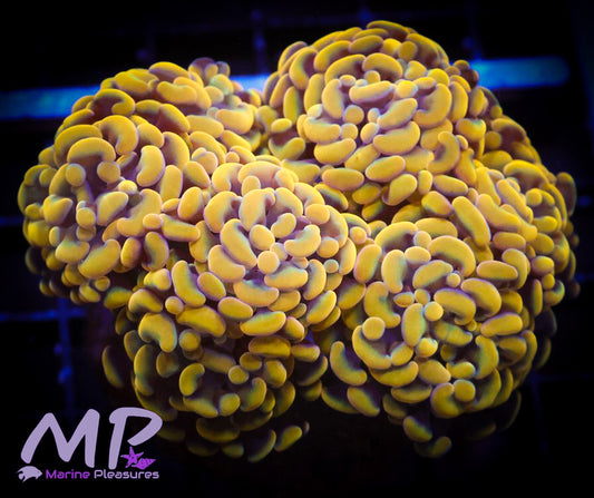 Orange Branching Hammer Coral - (Colony)