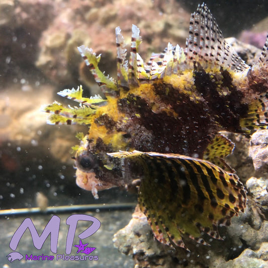 2.5" Yellow Fuzzy Dwarf Lionfish