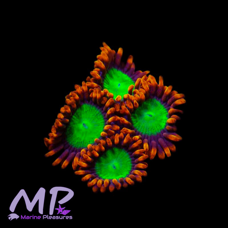 Goblins on Fire Zoa - (2-4 Polyps)