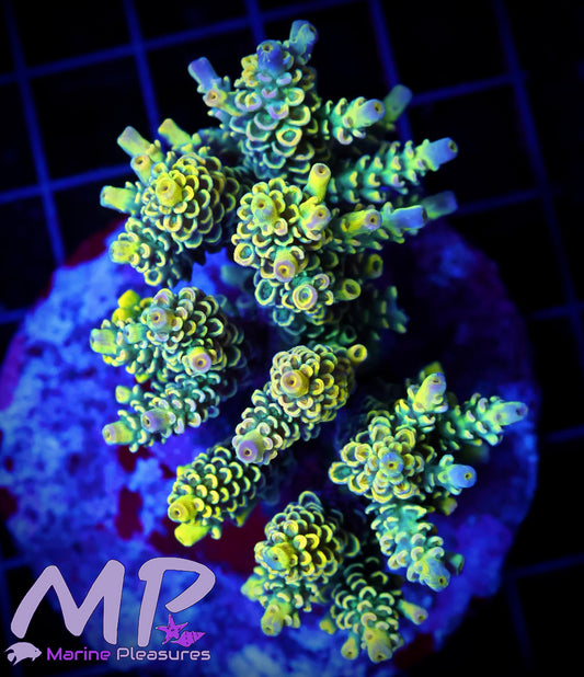 Grafted Yellow Tenuis Acropora - (Colony)