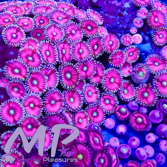 Pink Berry Zoanthids Colony