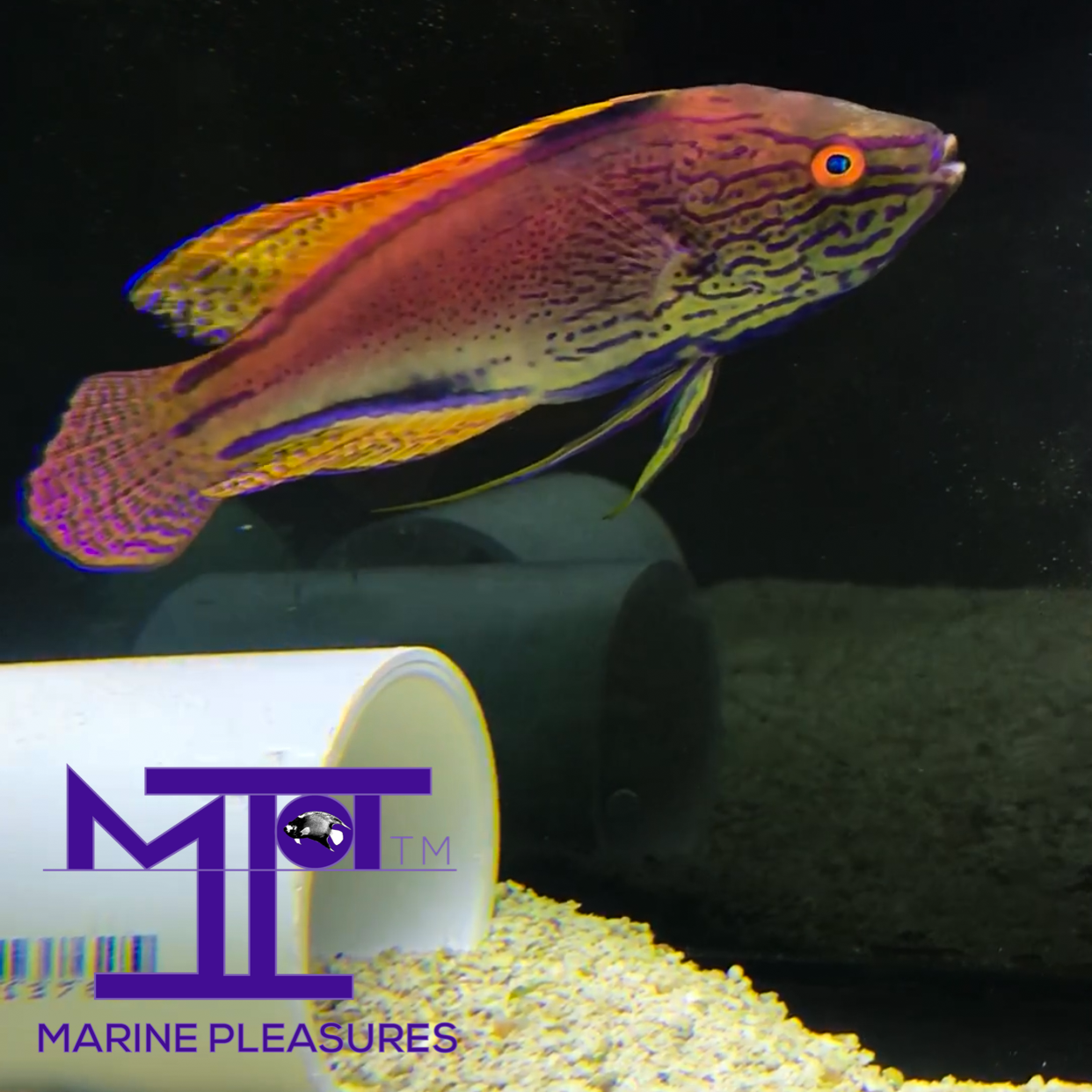 Aussie Lineatus Fairy Wrasse - (Male)