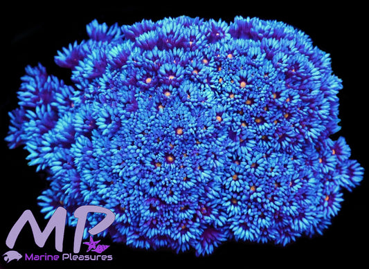 Purple Dream Goniopora Coral - (Show Piece)