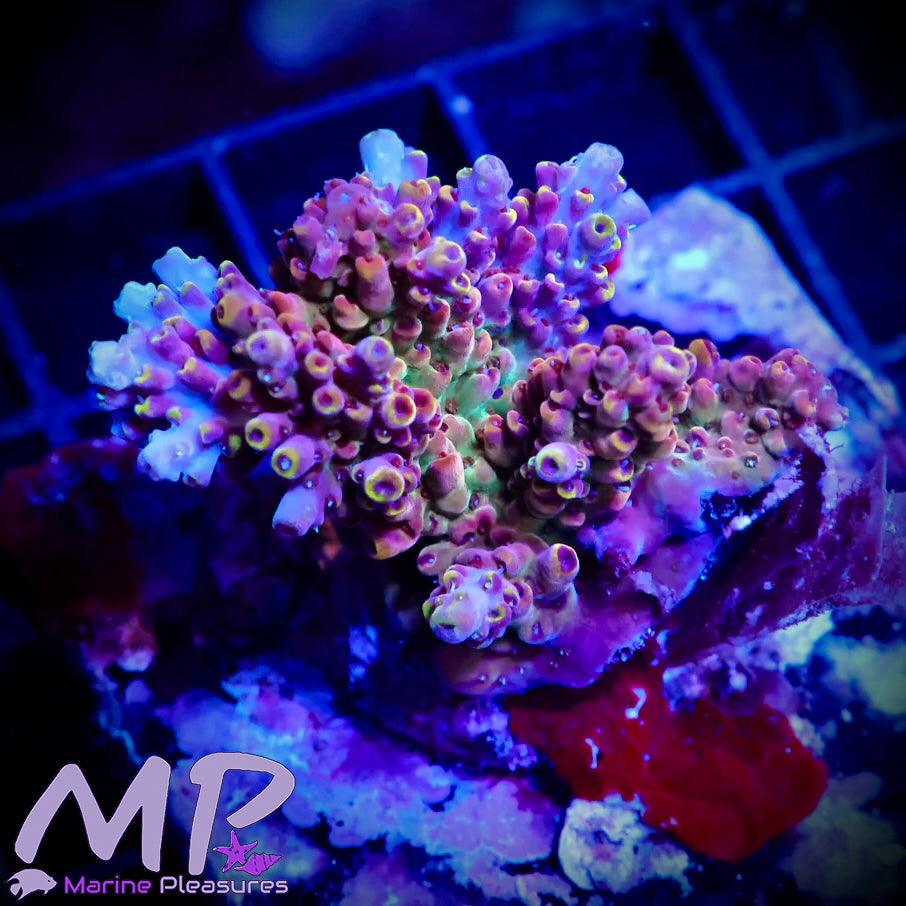Cultured Premium Acropora Coral