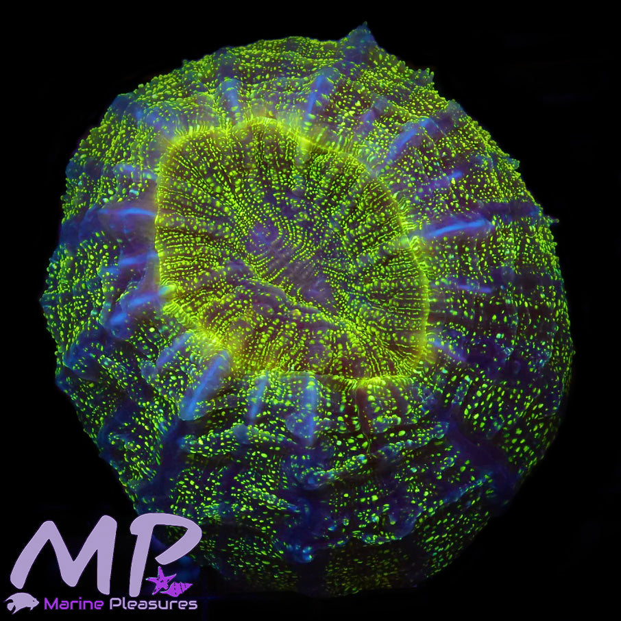 3" Glitter Bomb Acanthophyllia Coral
