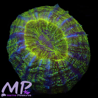 3" Glitter Bomb Acanthophyllia Coral