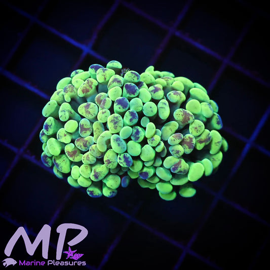 Splatter Ultra Hammer Coral - Double