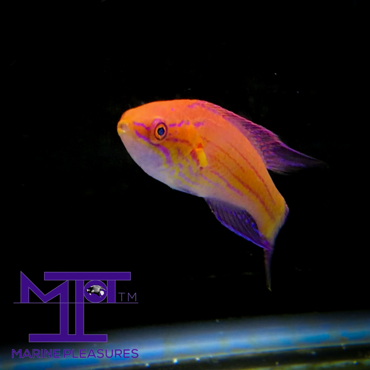 Royal Flasher Wrasse - (Male)