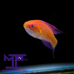 Royal Flasher Wrasse - (Male)