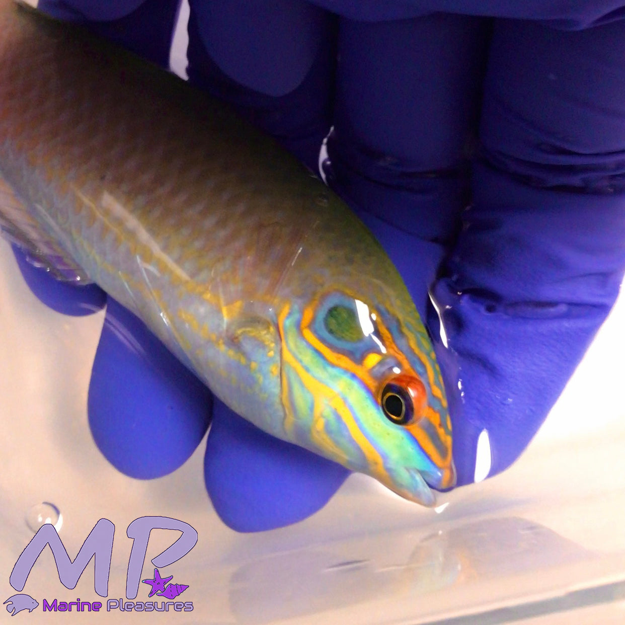 4" Earmuffs Wrasse - (Supermale)