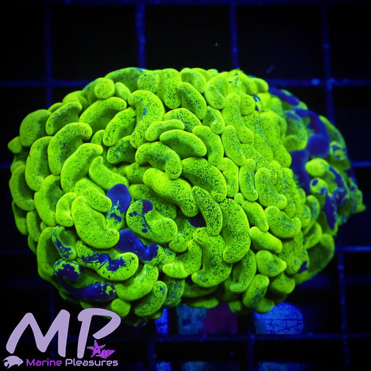 Toxic Splatter Branching Hammer Coral