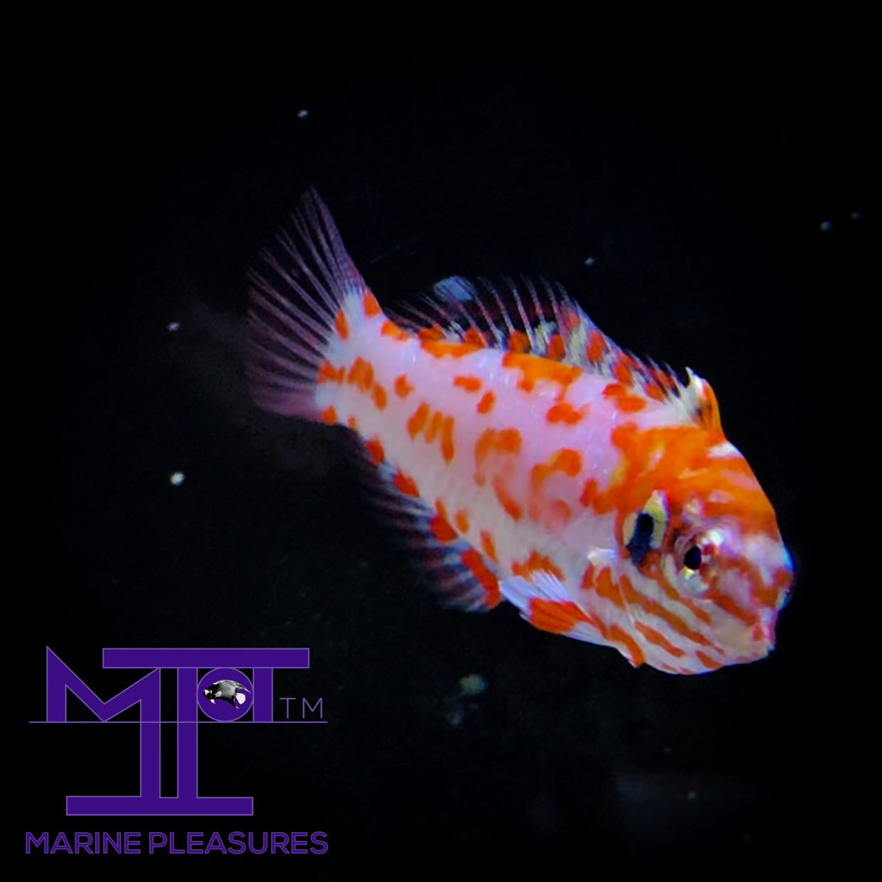 Choat's Red Leopard Wrasse - (Juvenile)