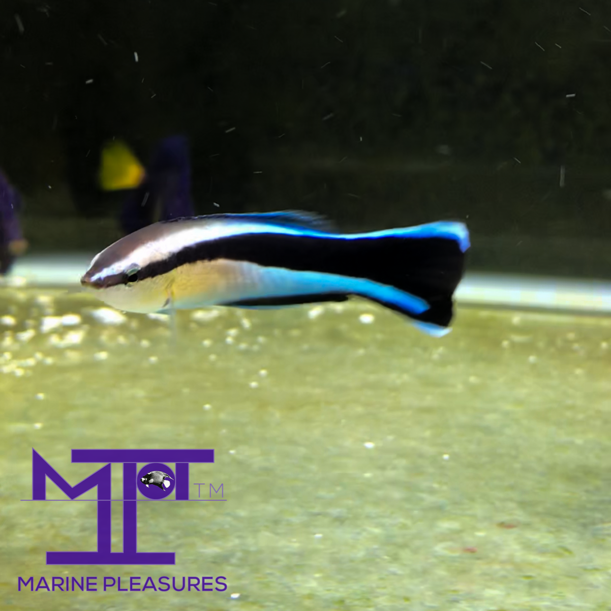 2.5" Bluestreak Cleaner Wrasse