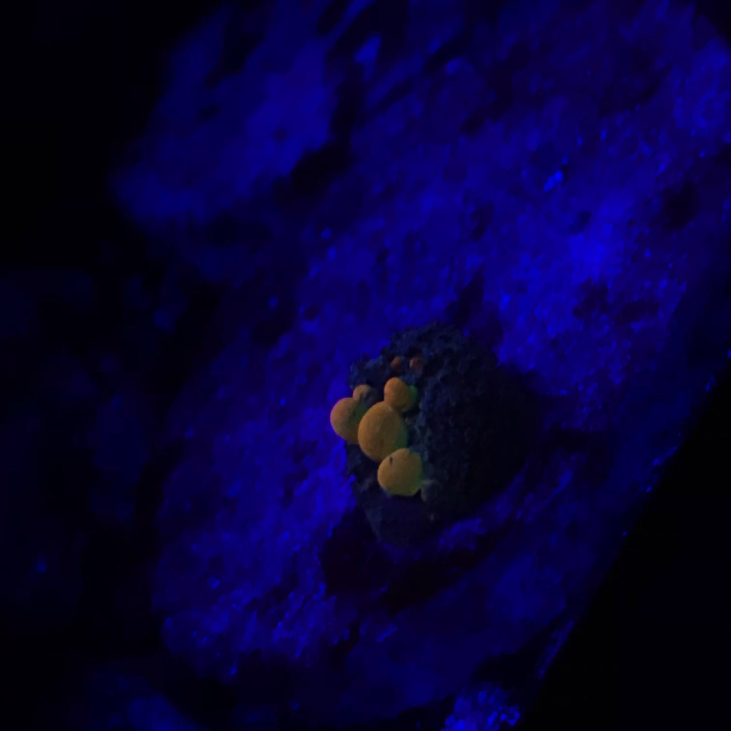 Og Bounce Mushroom Coral - (Natural Born)