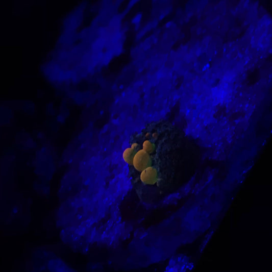 Og Bounce Mushroom Coral - (Natural Born)