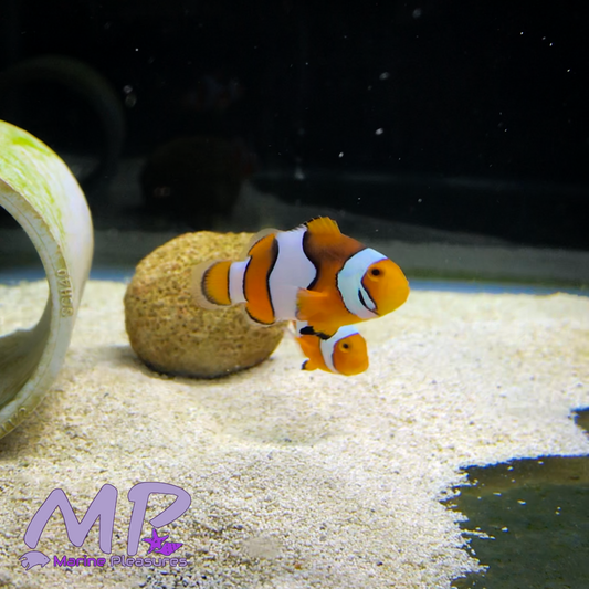 Bali Aquarich True Percula Clownfish - (Pair)