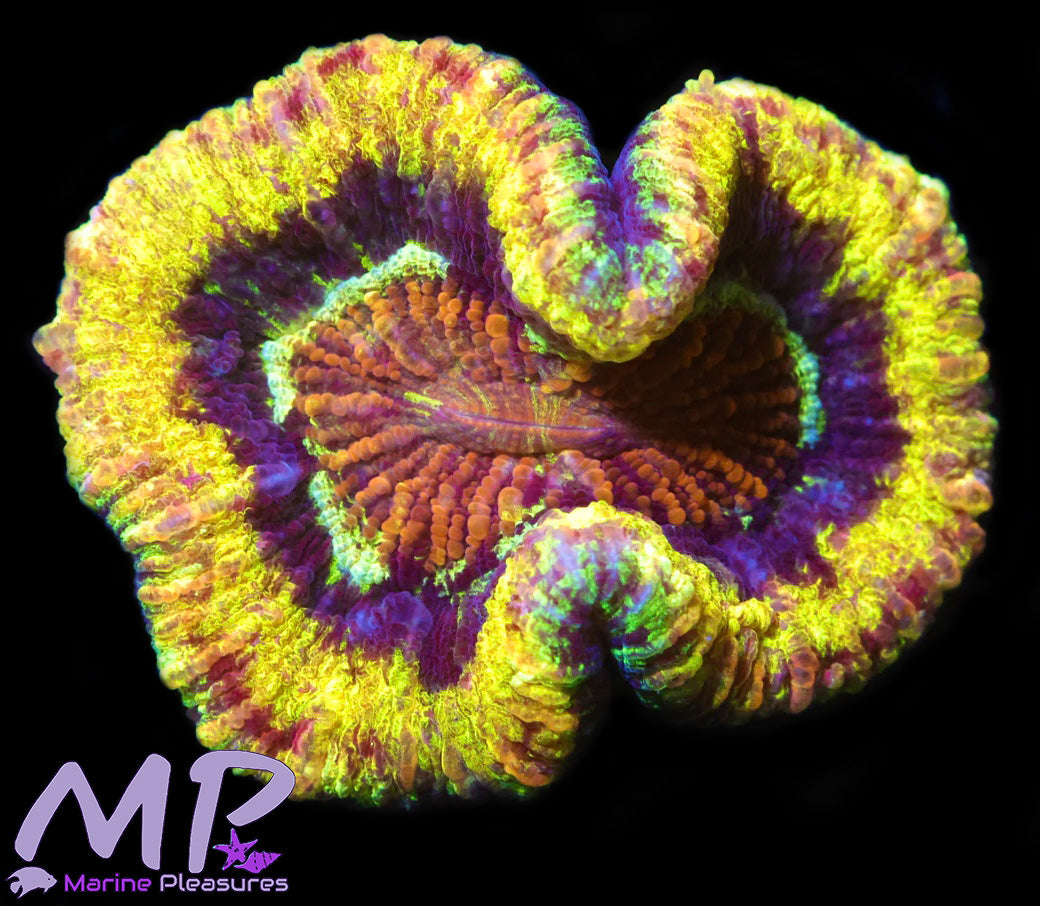 3" Electric Yellow Ultra Trachyphyllia Coral