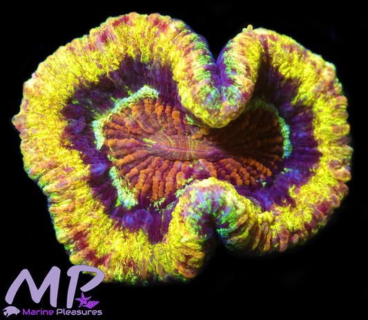 3" Electric Yellow Ultra Trachyphyllia Coral