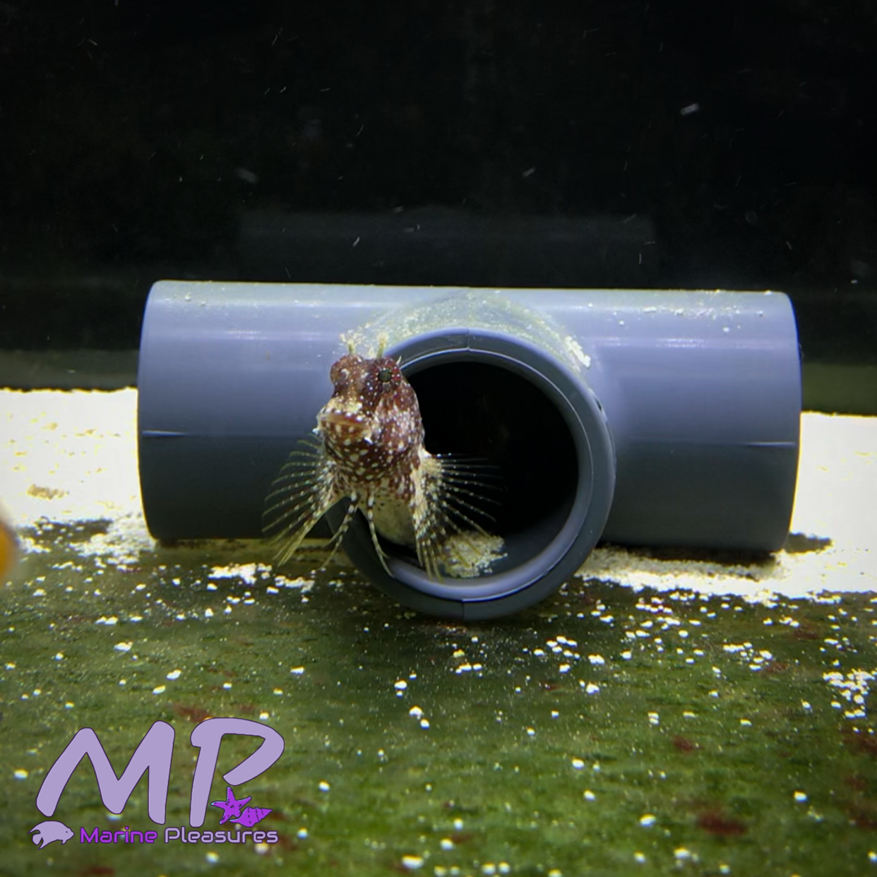 2" Starry Blenny