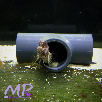 2" Starry Blenny