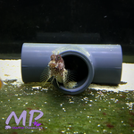Load image into Gallery viewer, 2&quot; Starry Blenny
