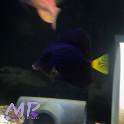 1.5" Purple Tang - (Red Sea)