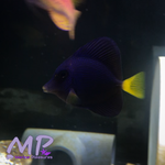 Load image into Gallery viewer, 1.5&quot; Purple Tang - (Red Sea)
