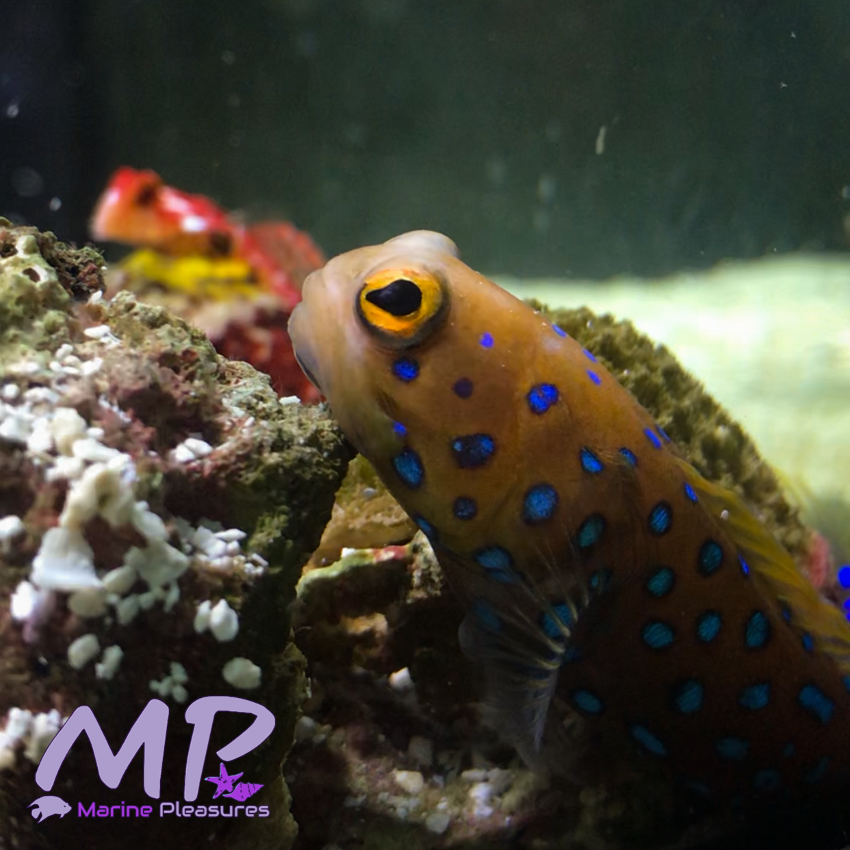 Bluespotted Jawfish