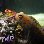 Load image into Gallery viewer, Bluespotted Jawfish

