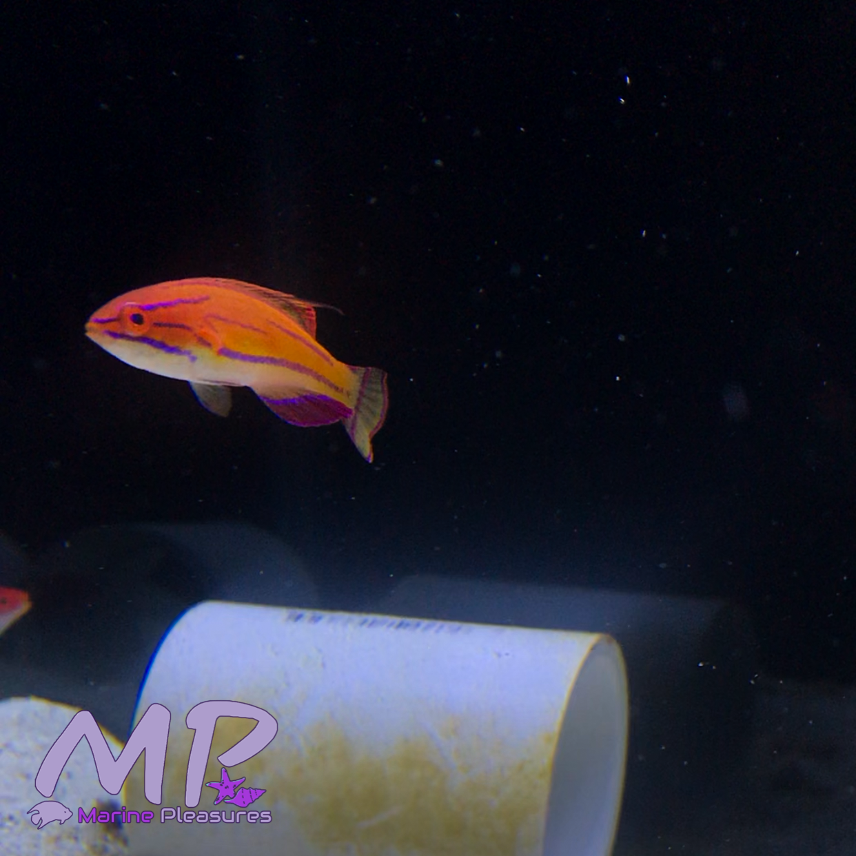 McCosker's Flasher Wrasse - (Male)