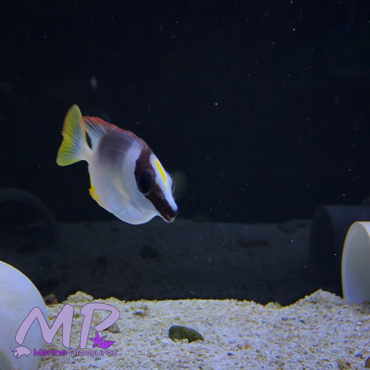 Magnificent Foxface Rabbitfish - (Juvenile)