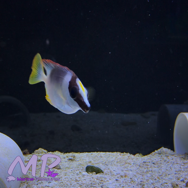 Magnificent Rabbit Fish Magnificent Foxface Rabbitfish - (Juvenile) – Marine Pleasures