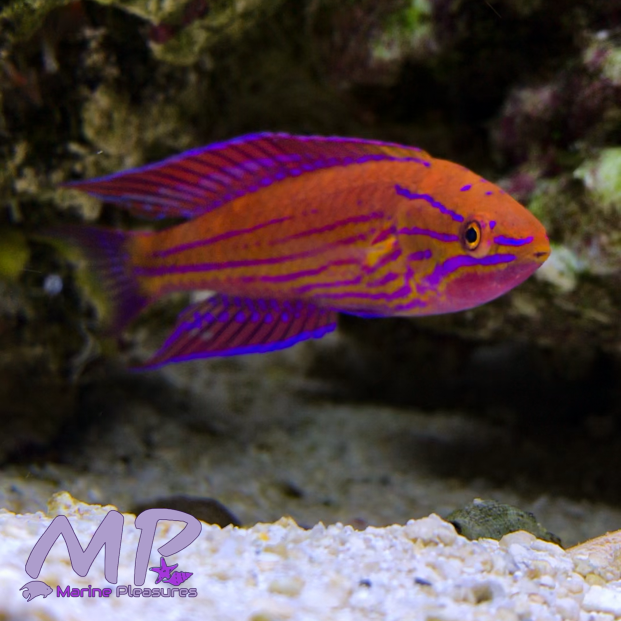 3" Royal Flasher Wrasse (Male)