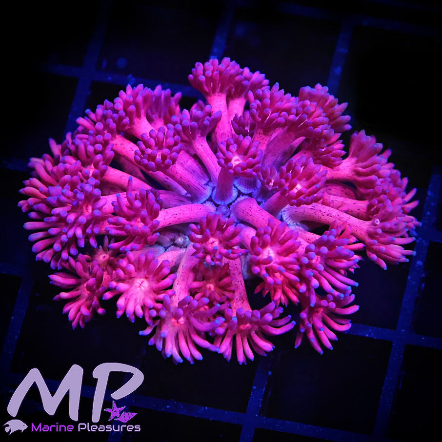 Hot Pink Speckled Goniopora Coral