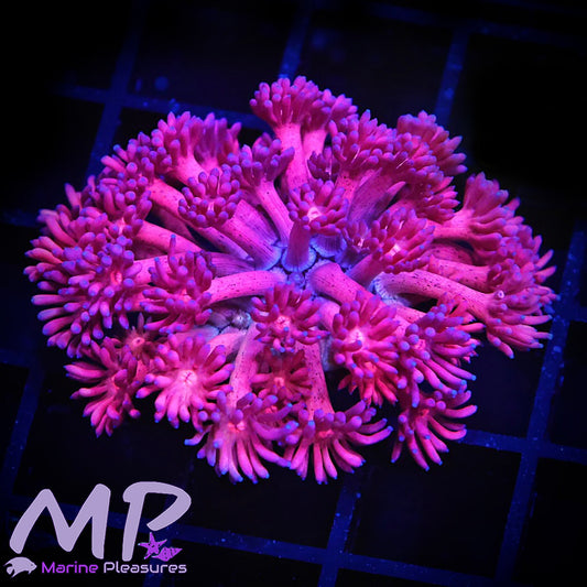 Hot Pink Speckled Goniopora Coral