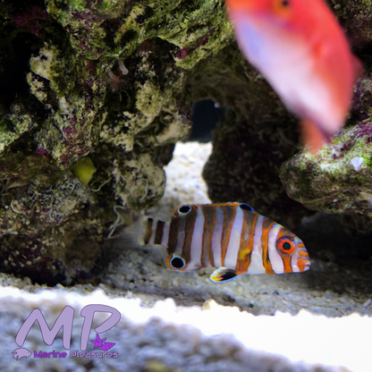 Australian Harlequin Tusk - (Tiny)