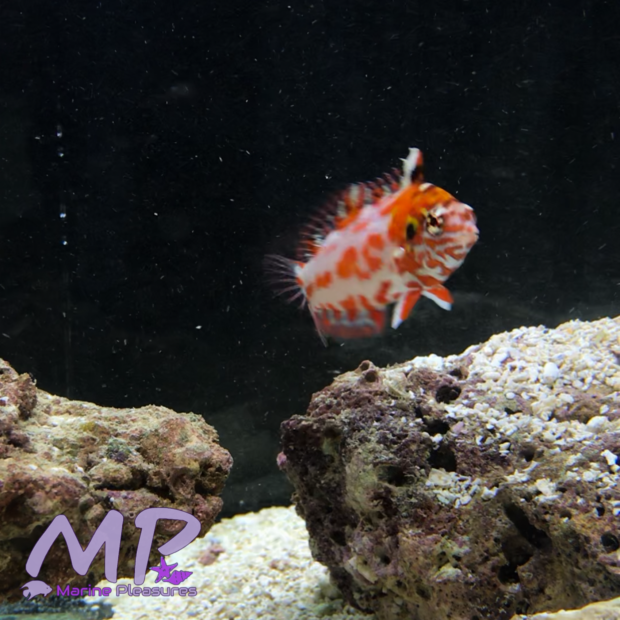 2 " Choat's Red Leopard Wrasse -