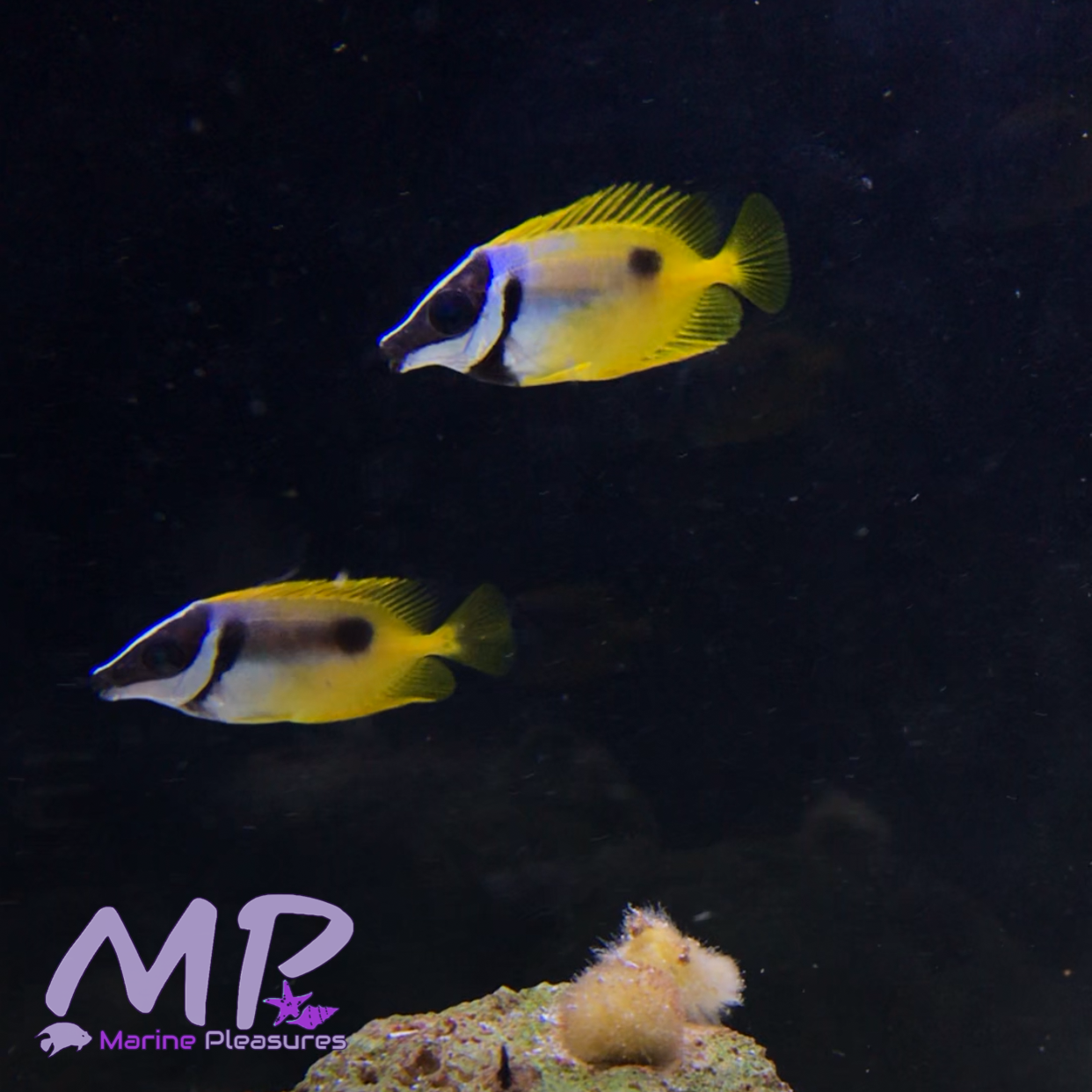 2" Foxface Rabbitfish