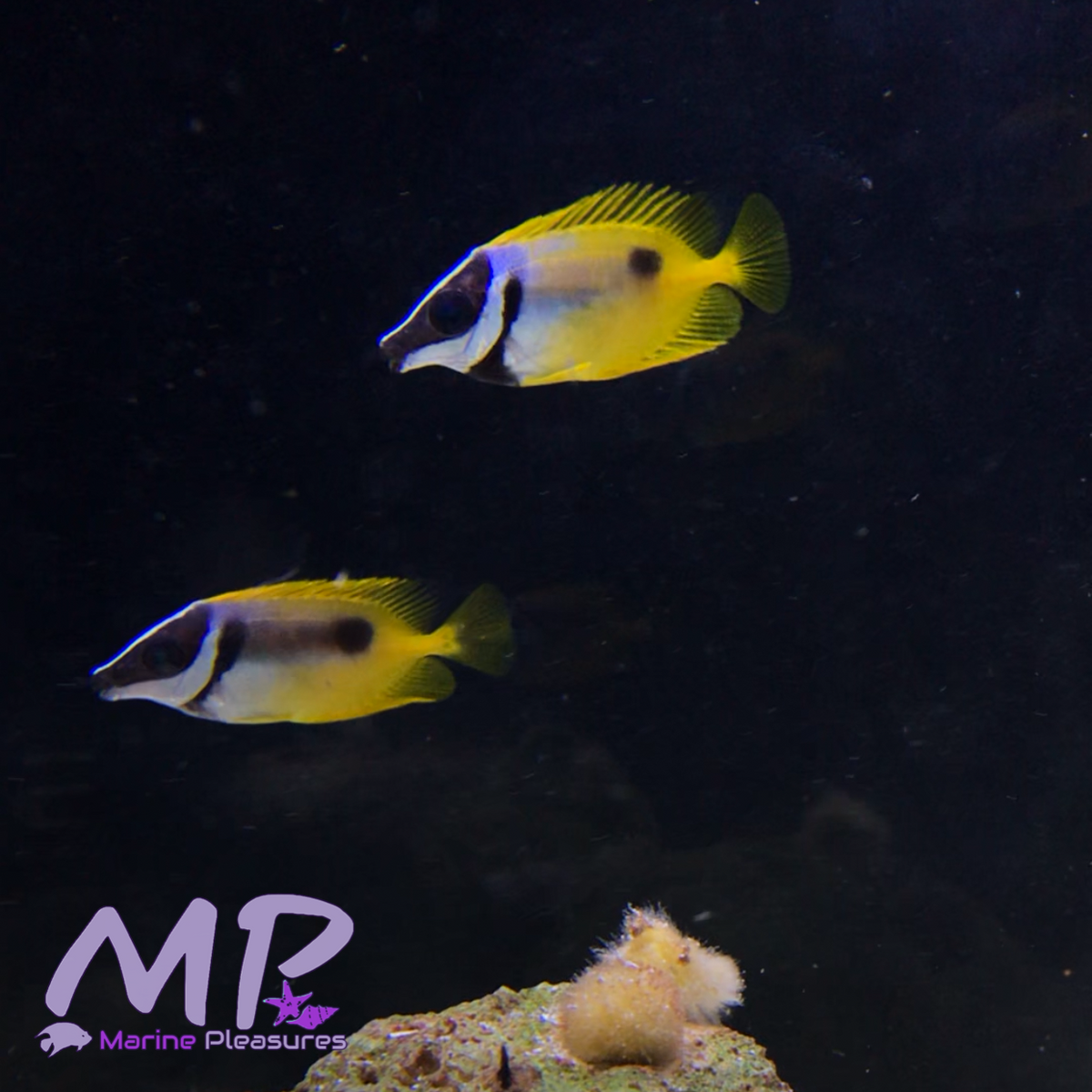 Tiny Foxface Rabbitfish - (Yellow vulpinus) – Marine Pleasures