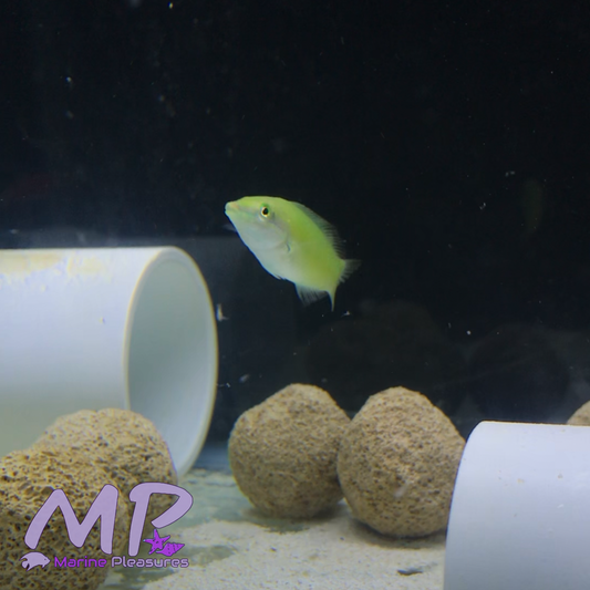 Green Coris Wrasse