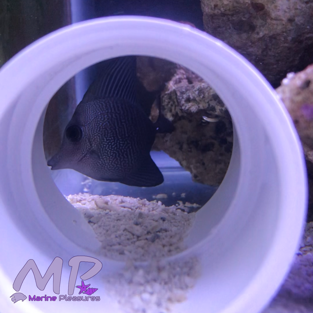 1.5" Tiny Black Tang Hybrid