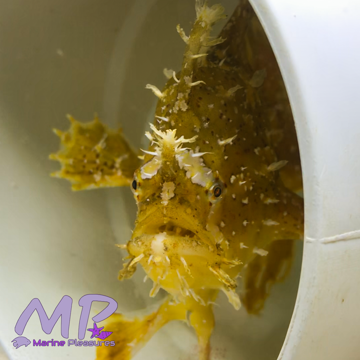 Yellow Sargassum Anglerfish