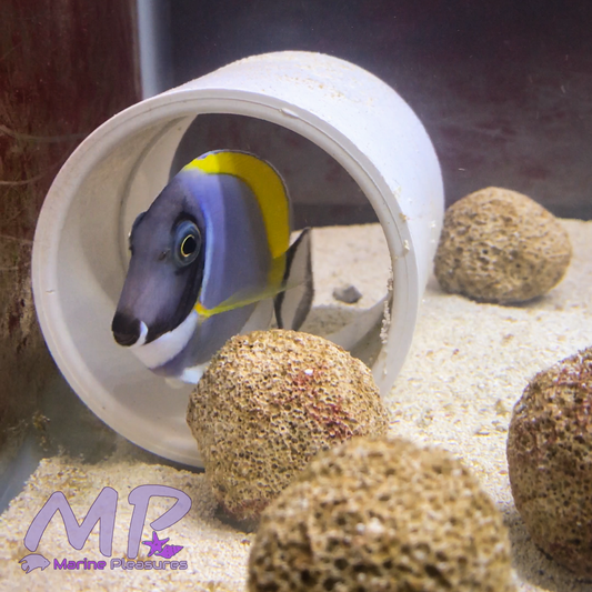 2.5" Powder Blue Tang - (Small Juvenile)