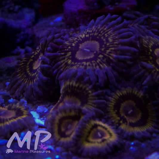 Stratocaster Zoanthids (1 Polyp)