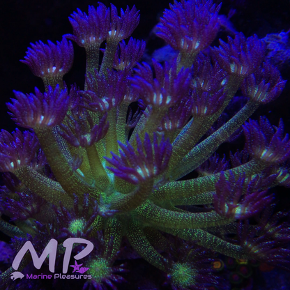 XL Aussie Og Glitter Bomb Goniopora Coral - (Show Size)