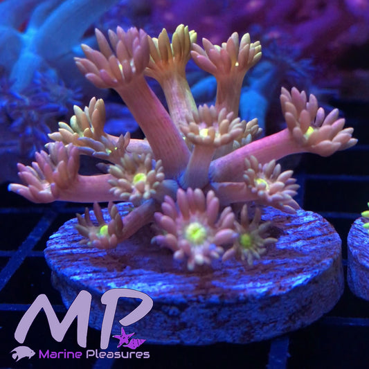 Yellow Eye Rainbow Goniopora Coral